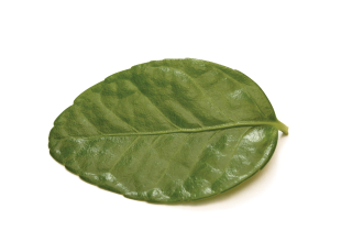 사철나무