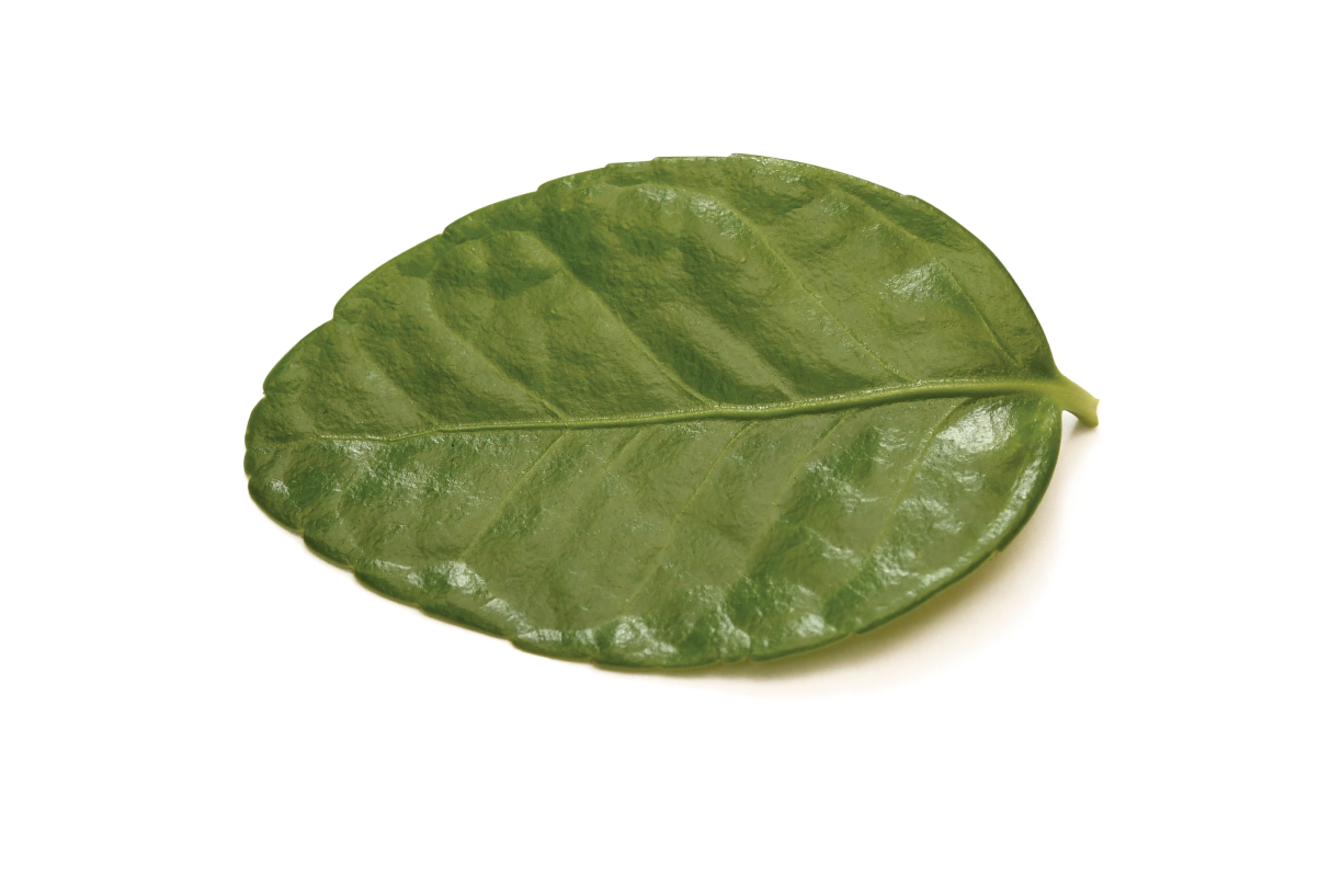 사철나무
